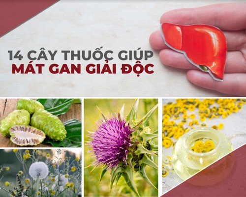 Top 14 cây thuốc mát gan giải độc quen thuộc bạn nên biết